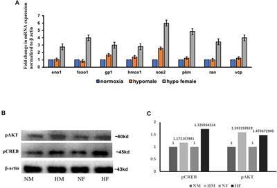 Hypoxia Induced Sex-Difference in Zebrafish Brain Proteome Profile Reveals the Crucial Role of H3K9me3 in Recovery From Acute Hypoxia